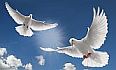 White Doves